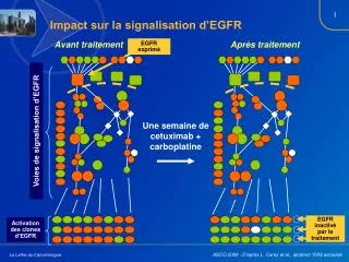impact sur la signalisation d egfr