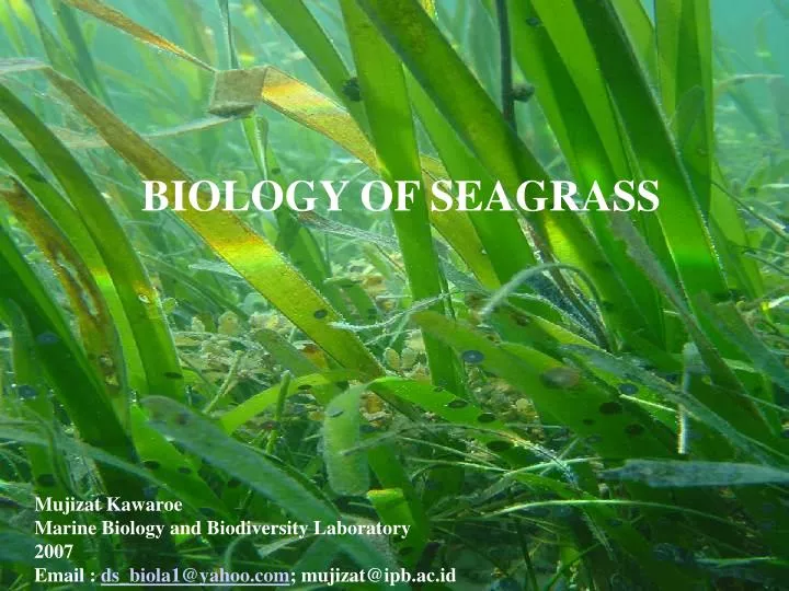 biology of seagrass