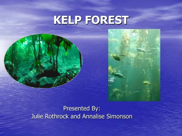 kelp forest