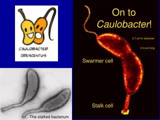 On to Caulobacter !