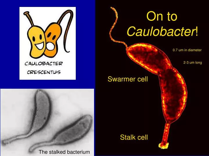 on to caulobacter