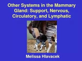Other Systems in the Mammary Gland: Support, Nervous, Circulatory, and Lymphatic