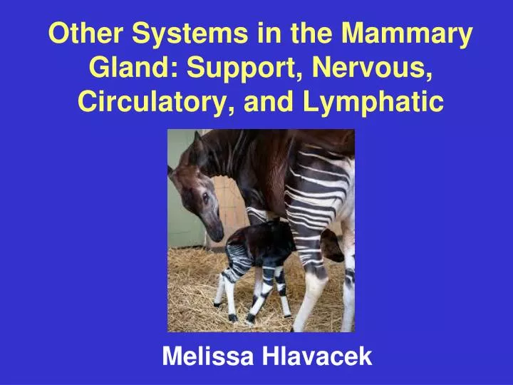 other systems in the mammary gland support nervous circulatory and lymphatic