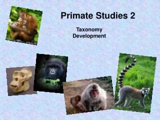 Primate Studies 2