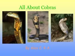 All About Cobras
