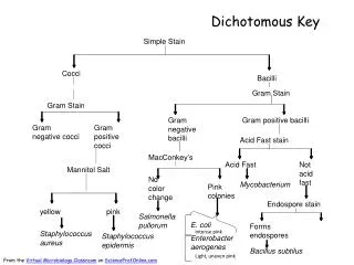 Dichotomous Key