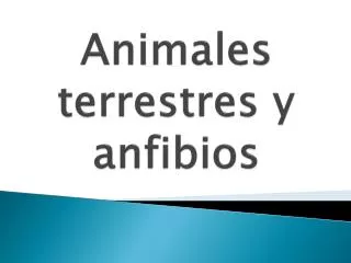 animales terrestres y anfibios