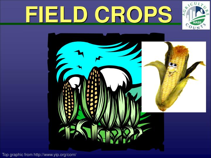 field crops