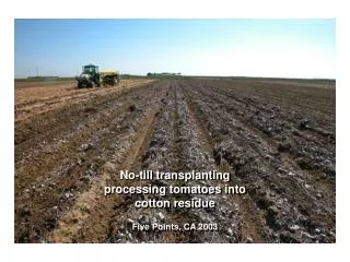 No-till transplanting processing tomatoes into cotton residue Five Points, CA 2003