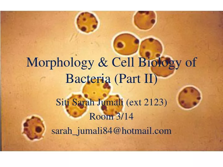 morphology cell biology of bacteria part ii