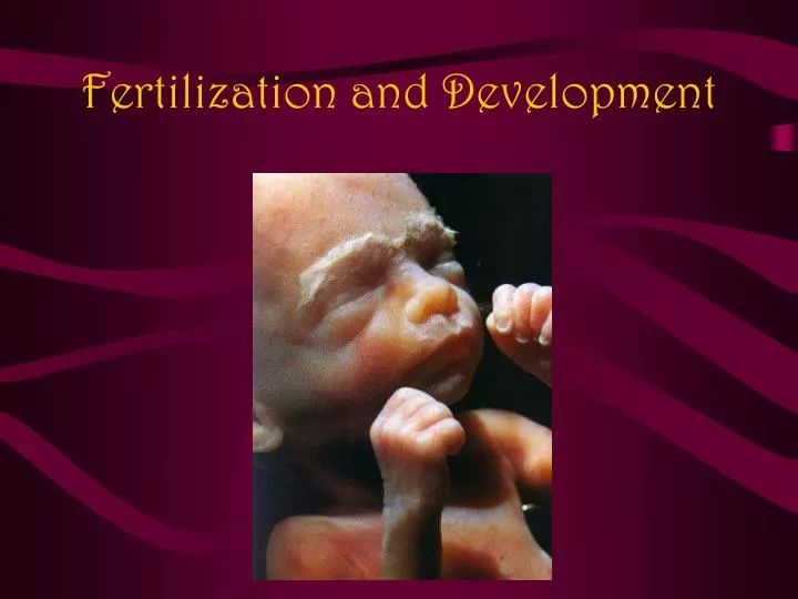 fertilization and development