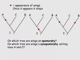 = appearance of wings. Once it appears it stays