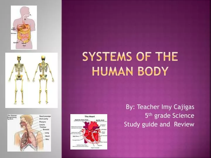 systems of the human body