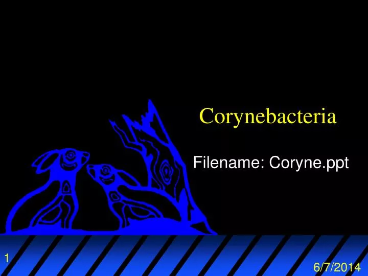 corynebacteria