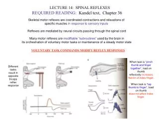 LECTURE 14: SPINAL REFLEXES