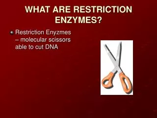 WHAT ARE RESTRICTION ENZYMES?