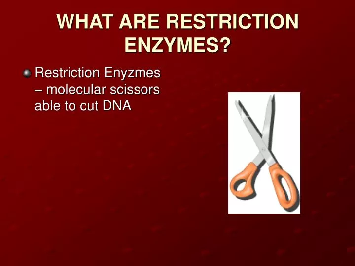 what are restriction enzymes