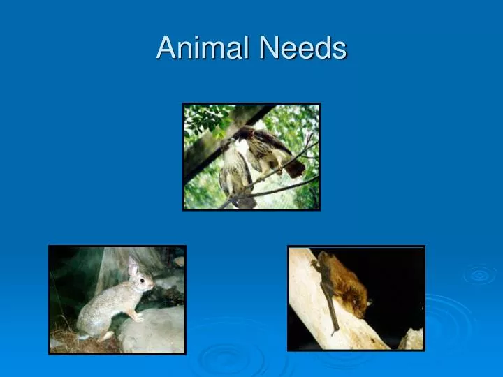 animal needs