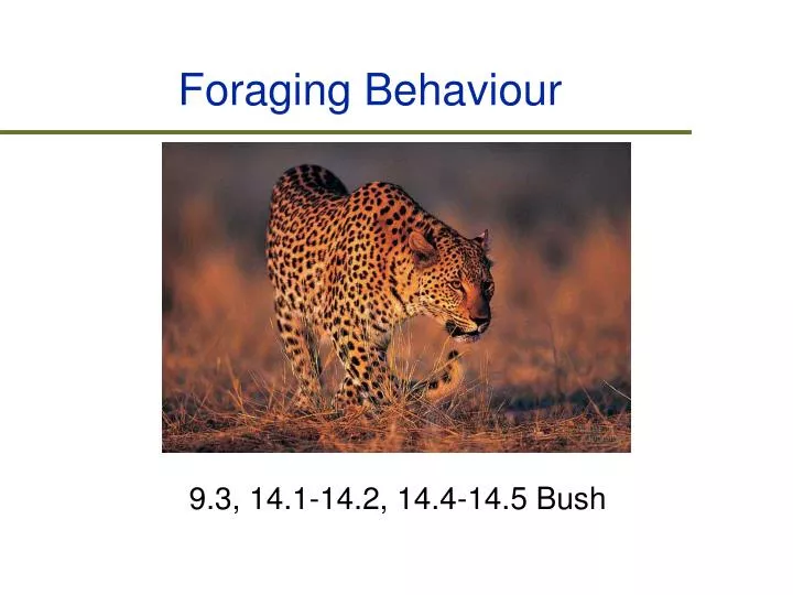 foraging behaviour