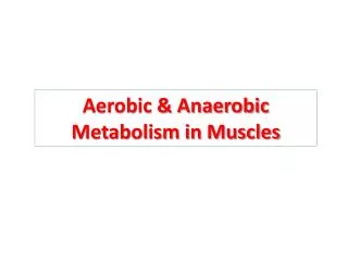 Aerobic &amp; Anaerobic Metabolism in Muscles
