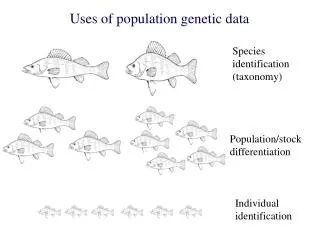 Species identification (taxonomy)