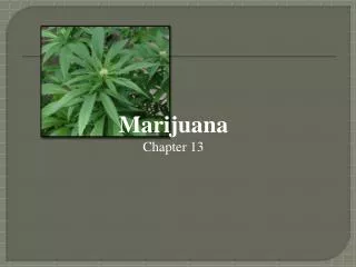 Marijuana Chapter 13