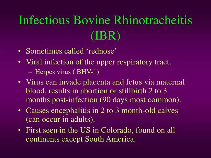 infectious bovine rhinotracheitis ibr