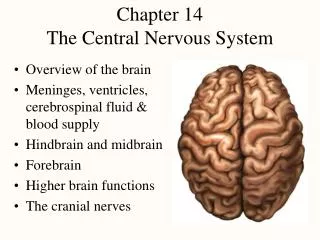 Chapter 14 The Central Nervous System