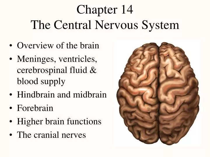 chapter 14 the central nervous system