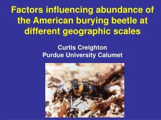 Factors influencing abundance of the American burying beetle at different geographic scales Curtis Creighton Purdue Univ
