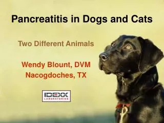 Pancreatitis in Dogs and Cats