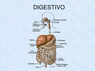 digestivo