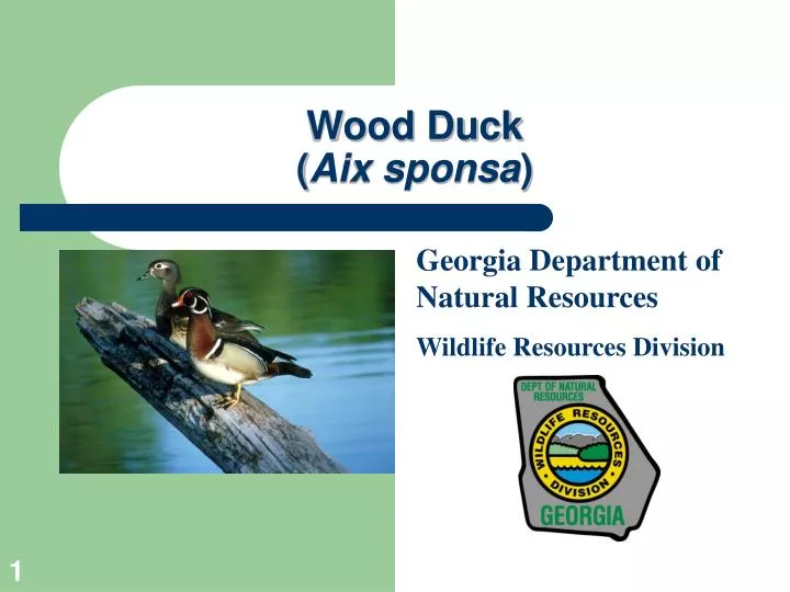wood duck aix sponsa