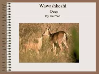 Wawashkeshi Deer By Daimon