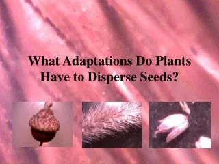 What Adaptations Do Plants Have to Disperse Seeds?