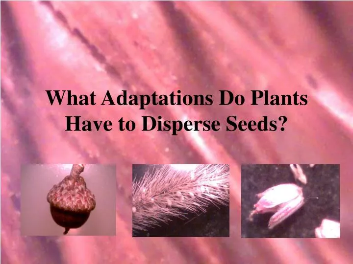 what adaptations do plants have to disperse seeds