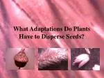 What Adaptations Do Plants Have to Disperse Seeds?