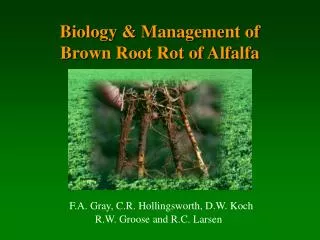 Biology &amp; Management of Brown Root Rot of Alfalfa