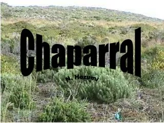 Chaparral