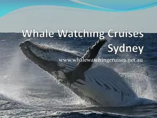 whale watching cruises sydney - special offer