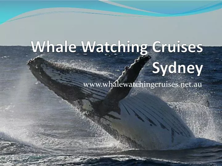 whale watching cruises sydney