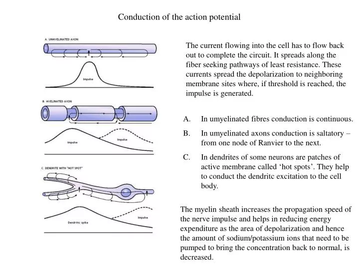 conduction of the action potential