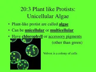 20:3 Plant like Protists: Unicellular Algae