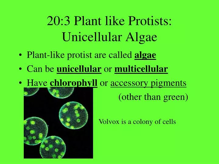 20 3 plant like protists unicellular algae