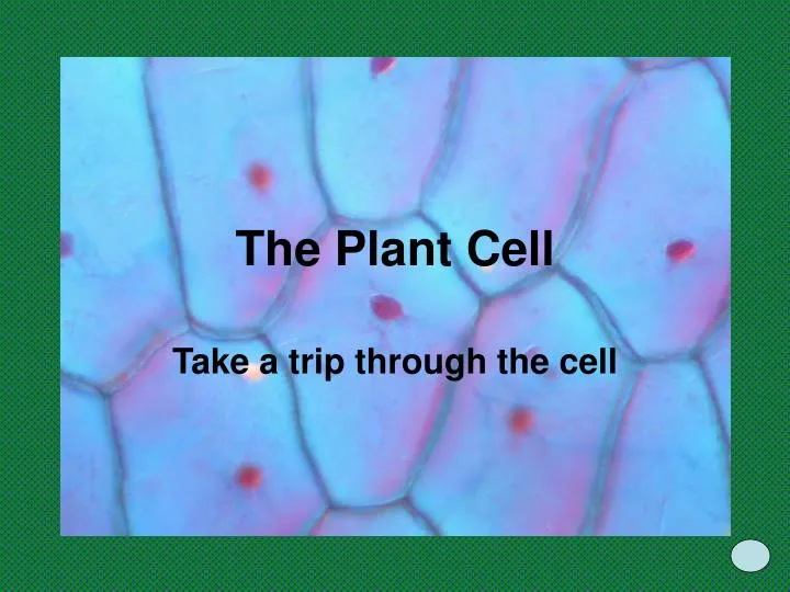 the plant cell