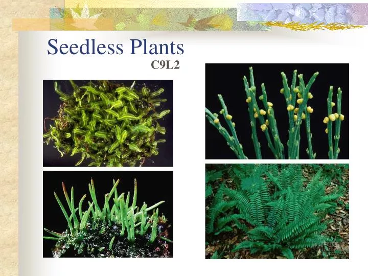 seedless plants