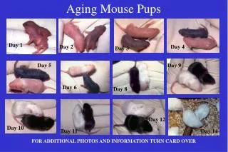 Aging Mouse Pups