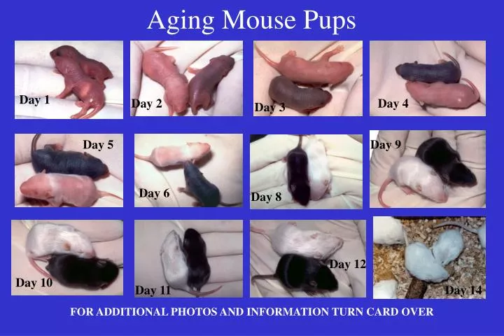 aging mouse pups