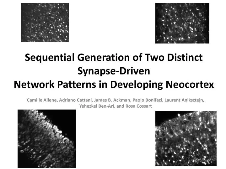 sequential generation of two distinct synapse driven network patterns in developing neocortex