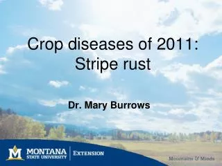 Crop diseases of 2011: Stripe rust
